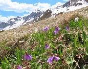 61 Soldanella alpina